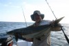 exmouth - Cobia